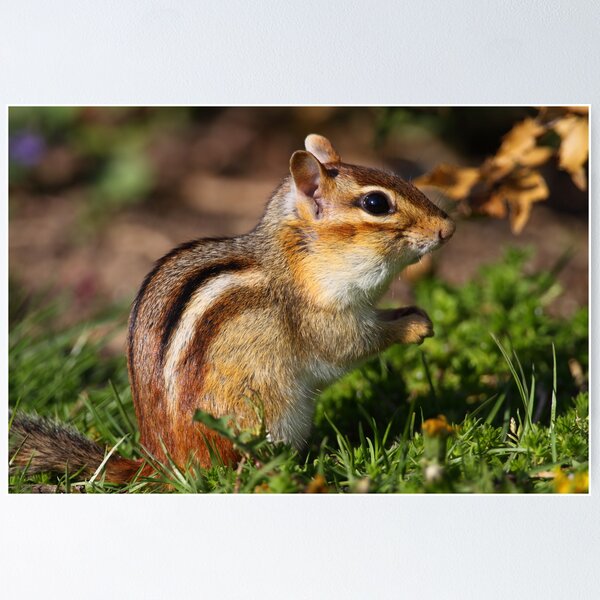 Item preview, Eastern Chipmunk designed and sold by naturalnomad.