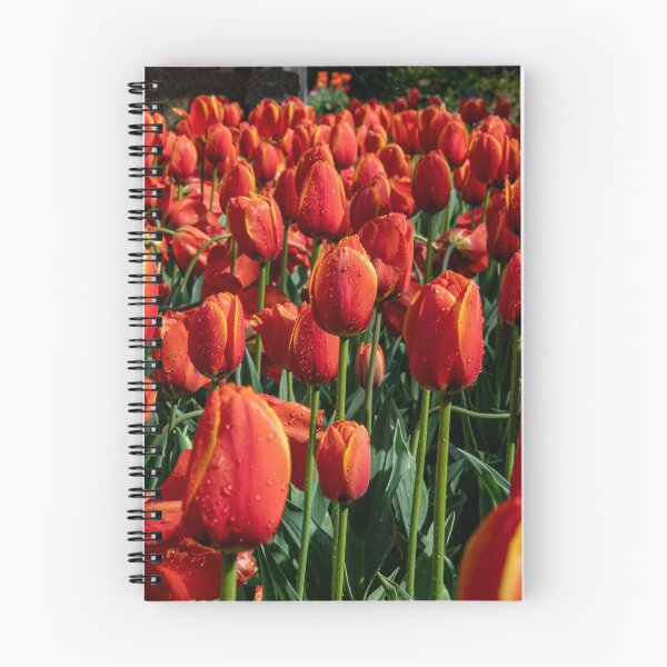 Item preview, Field of red tulips designed and sold by DPalmer.