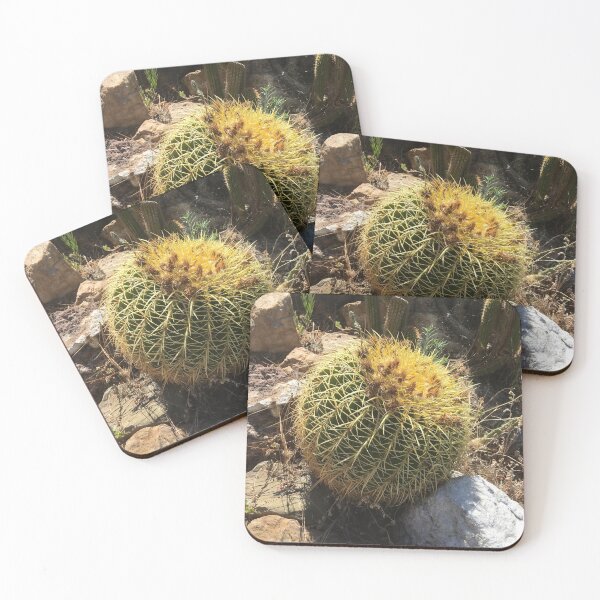 Item preview, Lovely globular cactus at special cactus garden designed and sold by Rita Kindle.