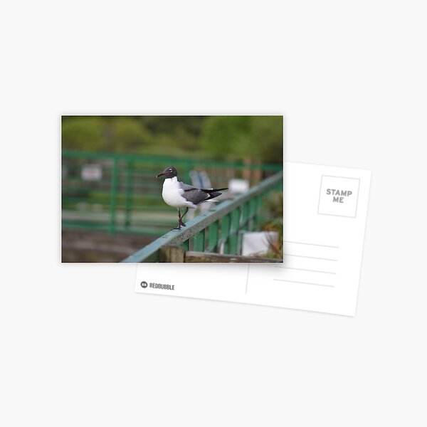 Item preview, Laughing Gull designed and sold by LizardSpirit.