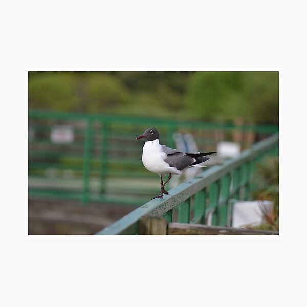 Item preview, Laughing Gull designed and sold by LizardSpirit.