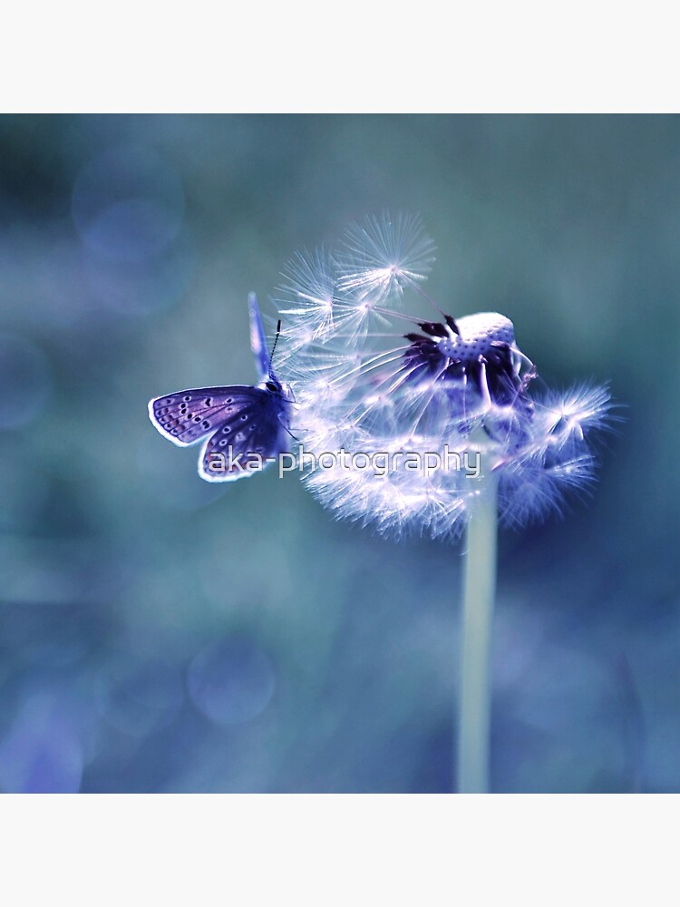 "Powder Puff" Poster for Sale by akaphotography Redbubble
