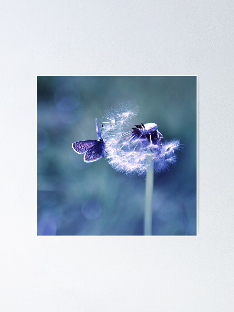 "Powder Puff" Poster for Sale by akaphotography Redbubble