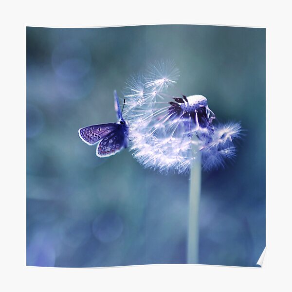 "Powder Puff" Poster for Sale by akaphotography Redbubble