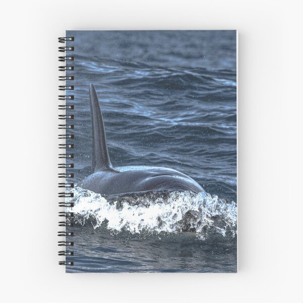 Item preview, orca designed and sold by Selena Rivera.