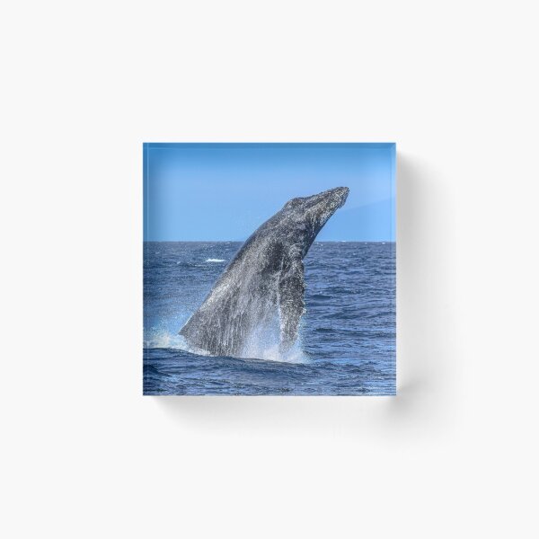 Item preview, Humpback designed and sold by Selena Rivera.