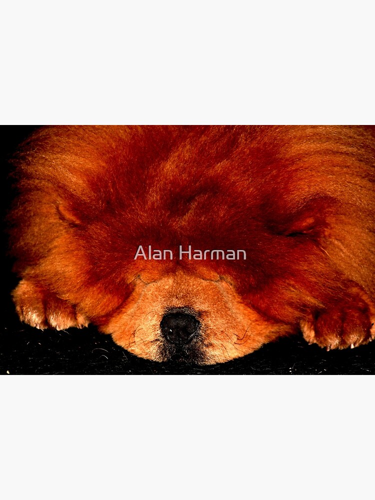 Sleeping Chow Chow by AlanHarman