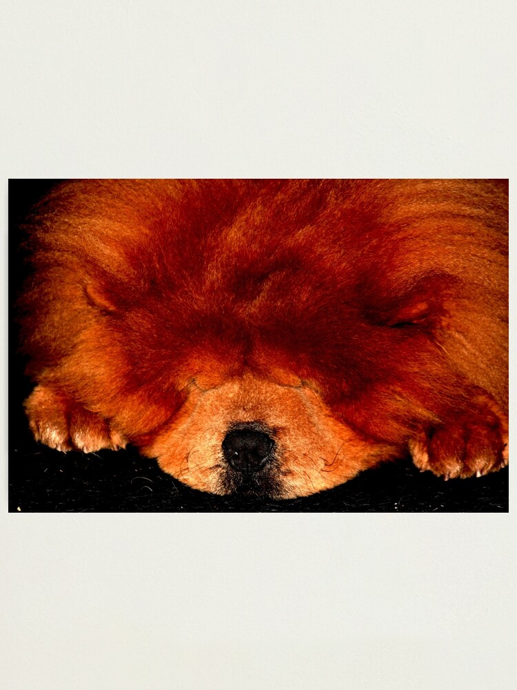 Alternate view of Sleeping Chow Chow Photographic Print