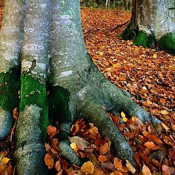 Artwork thumbnail, Firm Roots by Inge Johnsson