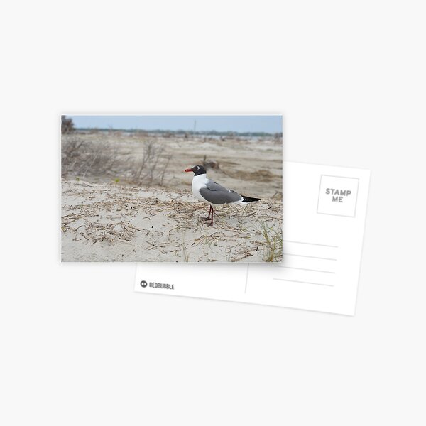 Item preview, Laughing Gull on Beach designed and sold by LizardSpirit.