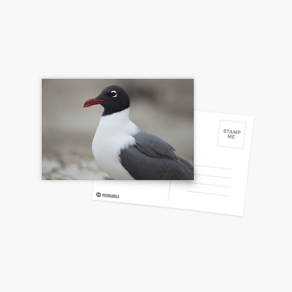 Item preview, Laughing Gull close Up  designed and sold by LizardSpirit.