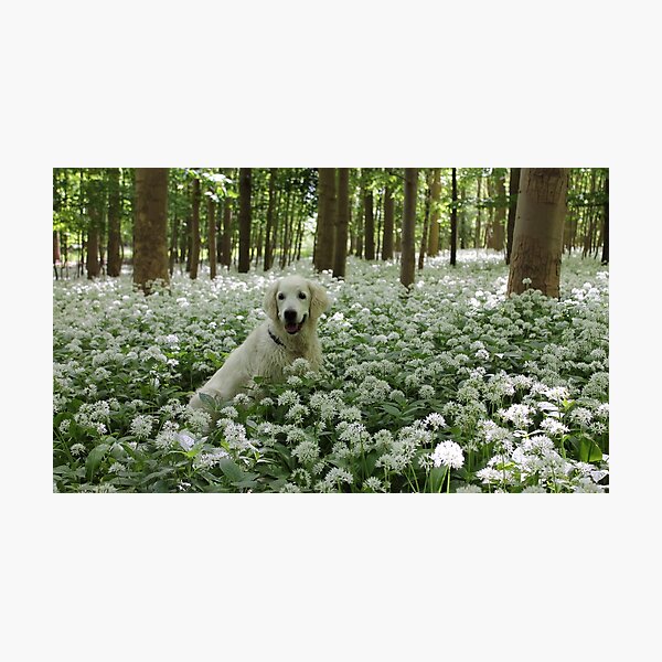 Item preview, Ditte in a carpet of ramsons designed and sold by Trine.