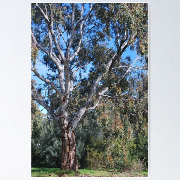 Item preview, Eucalyptus Tree in Winter Light designed and sold by Lorraine McCarthy.