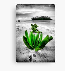 Follow the green path Canvas Print