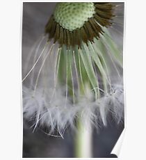 Dandelion Details Poster