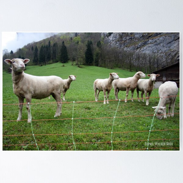 Item preview, Sheep designed and sold by SophieWalker.