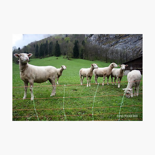 Item preview, Sheep designed and sold by SophieWalker.