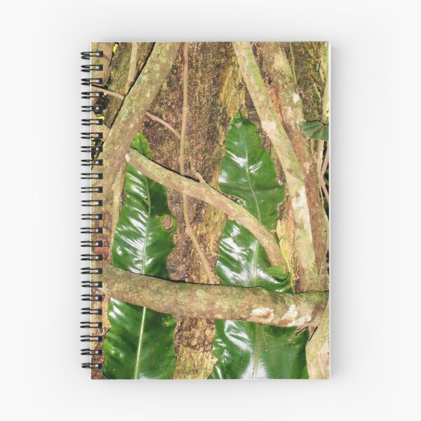 Item preview, Trapped or Wrapped, Minnamurra, Budderoo National Park, Australia. designed and sold by kaysharp.