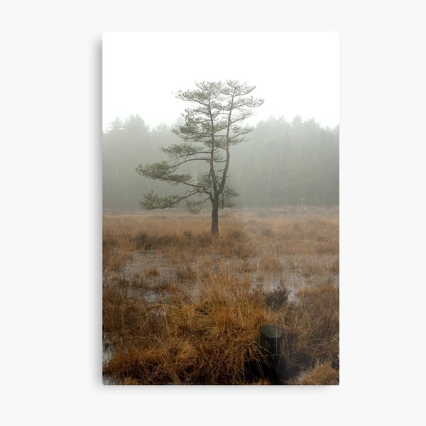 Silent tree in misty land Metal Print