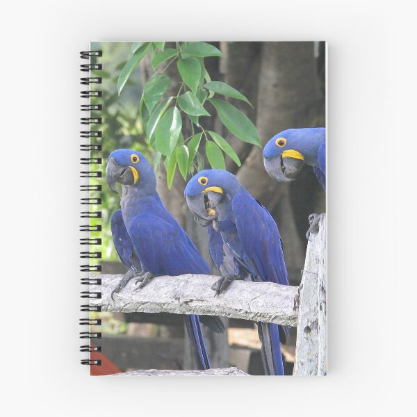 Item preview, Hyacinth Macaws designed and sold by AviarylifeMag.