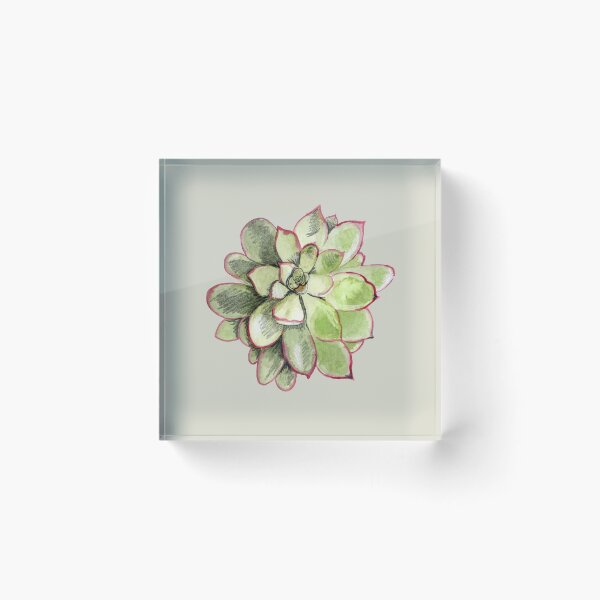 Item preview, Echeveria designed and sold by crumpsticks.