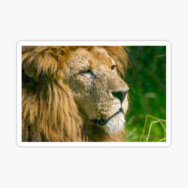 "Lion Pride" Sticker by Ruffus11 | Redbubble