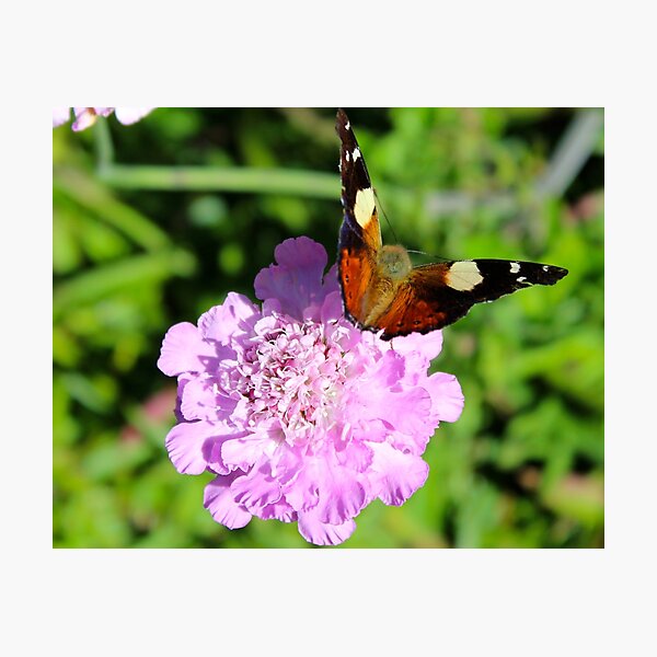 Item preview, Red Admiral Butterfly designed and sold by mosgol.