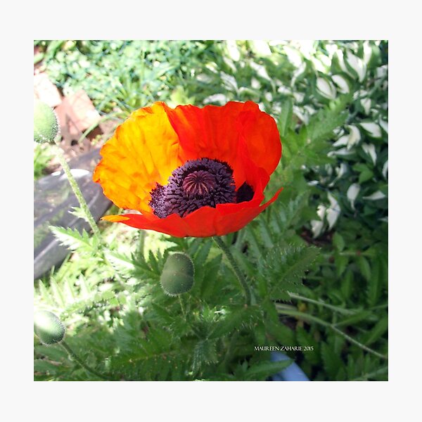 Aperçu de l'œuvre First Poppy of the Season in Mo's Garden 4 créée et vendue par Maureen Zaharie.