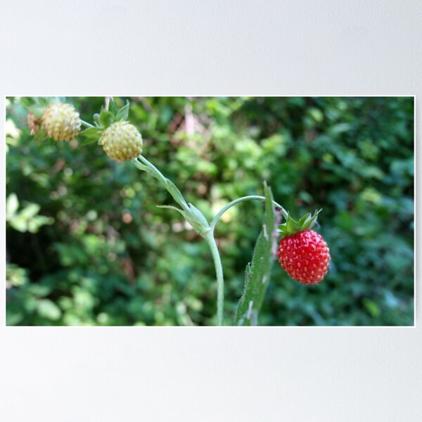 Item preview, Strawberries in June  designed and sold by feiermar.