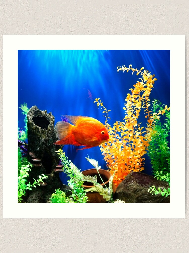 Another fresh water aquarium by Aquaholics  Aquarium, Fish tank themes,  Tropical fish aquarium