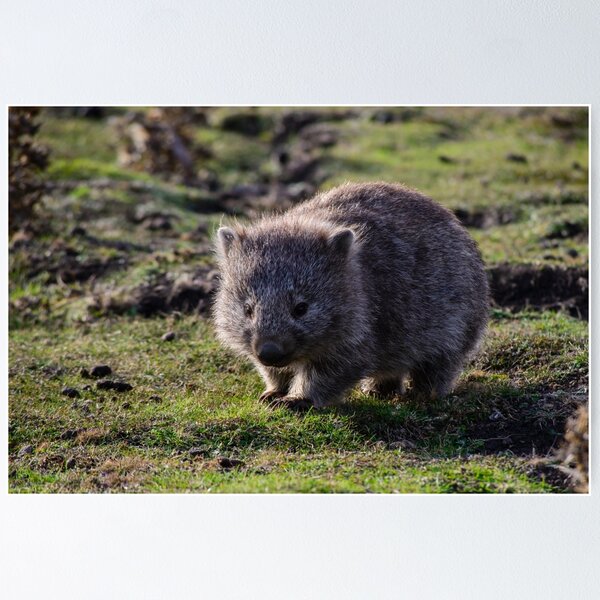 Item preview, Wombat designed and sold by Scott Godwin.