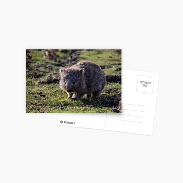 Item preview, Wombat designed and sold by Scott Godwin.