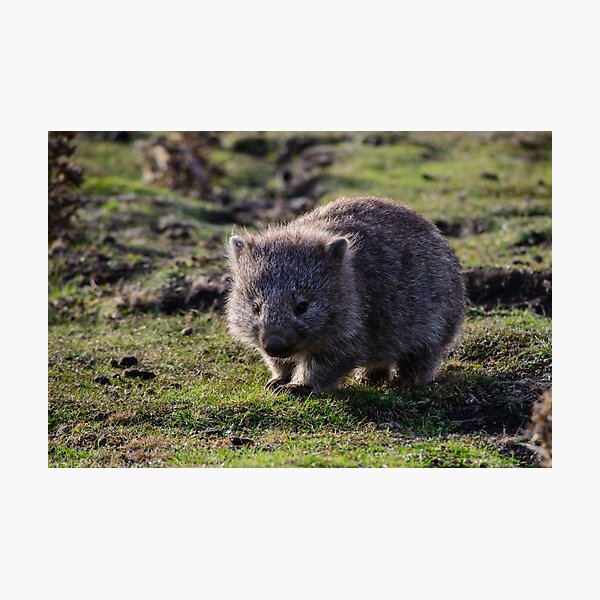 Wombat Photographic Print