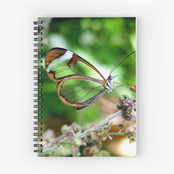 Item preview, Glasswing Butterfly designed and sold by Macky.