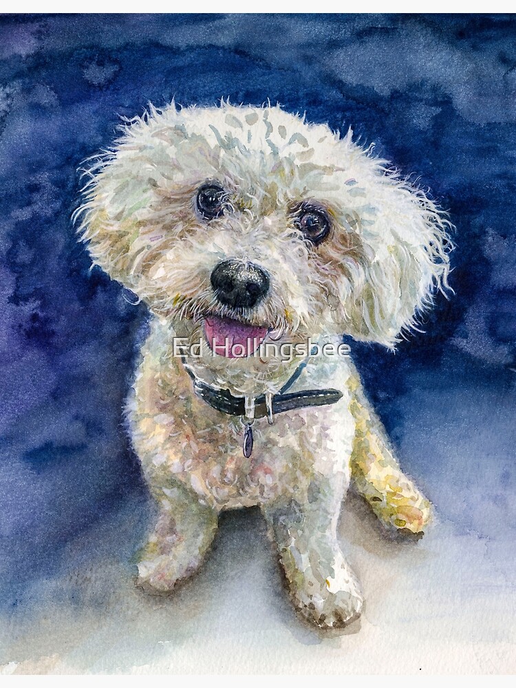 bichon frise teddy