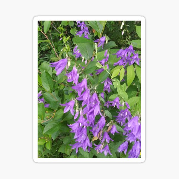 Pretty Purple Sticker