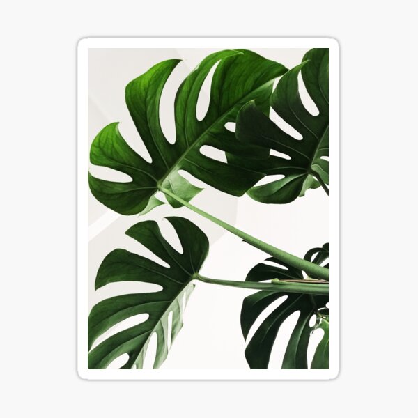 Tropical Botanical Monstera Leaves Sticker