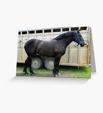 Percheron Perfection Greeting Card