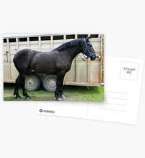 Percheron Perfection Postcards