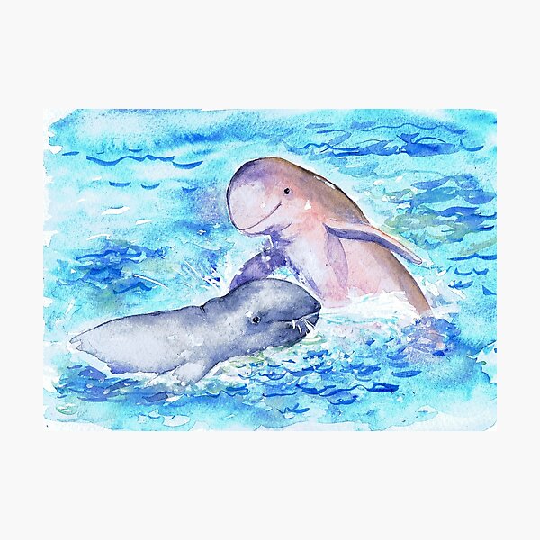 Postcards for the Reef 15: Snubfin Dolphin Photographic Print