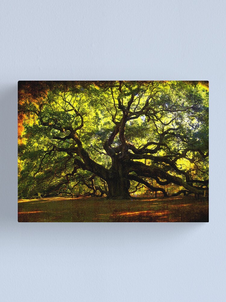 "The famous Angel Oak Tree" Canvas Print by susanne49 Redbubble