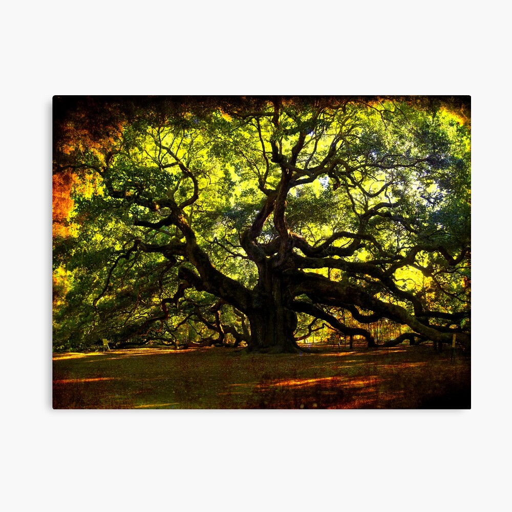 "The famous Angel Oak Tree" Canvas Print by susanne49 Redbubble