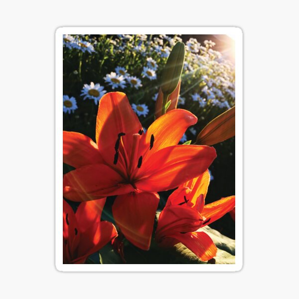 Illuminated by Color by Jerald Simon - Music Motivation (musicmotivation.com) Sticker