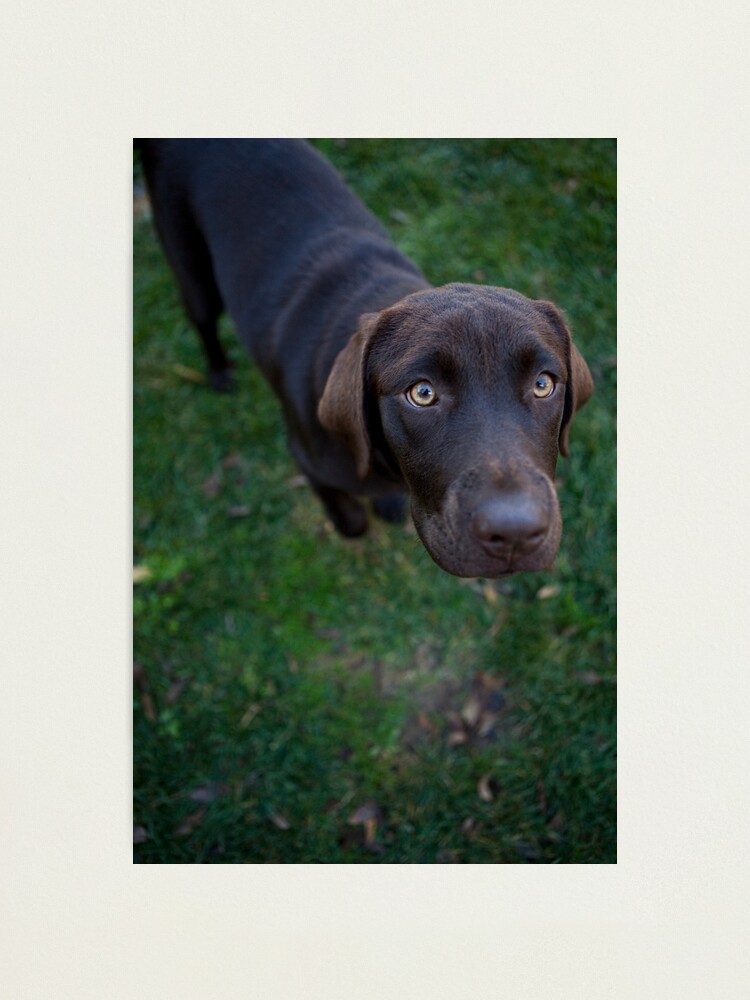 Impression Photo Chiot Labrador Brun Chocolat Par Manwithacamera Redbubble