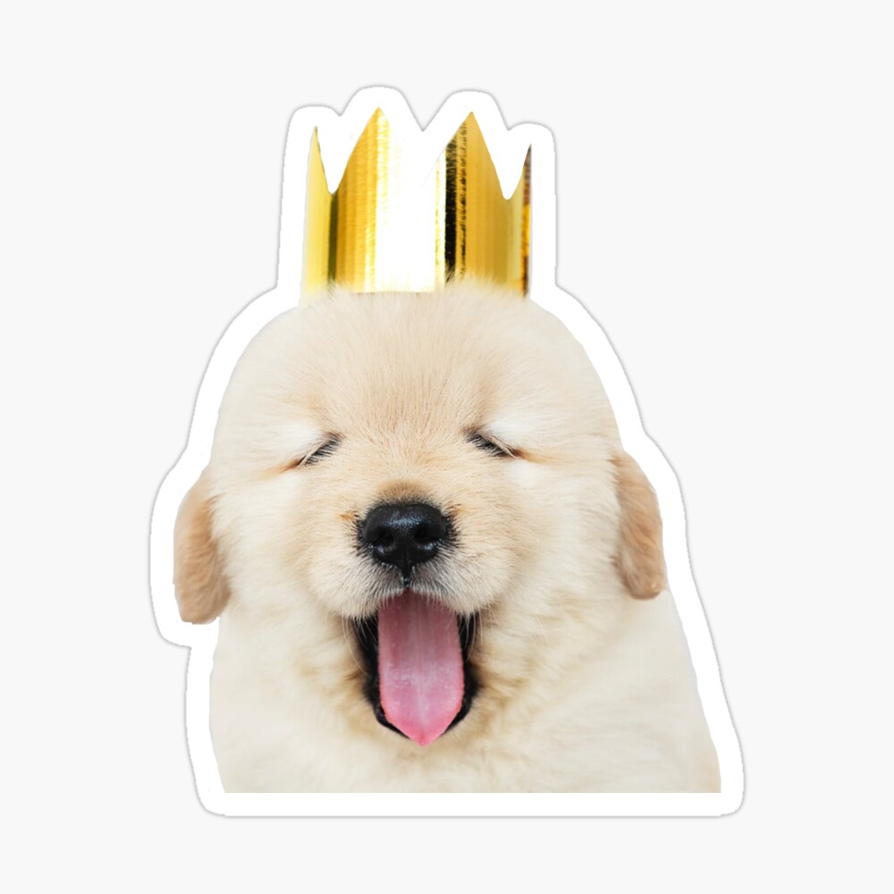 Yawning Golden Retriever Puppy With Gold Crown Poster By Wphotographyw Redbubble