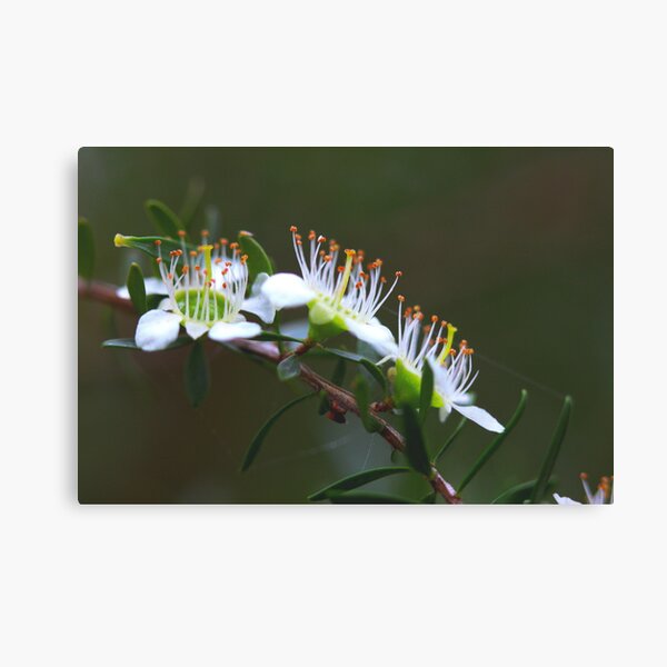Item preview, Leptospermum polygalifolium designed and sold by andrachne.