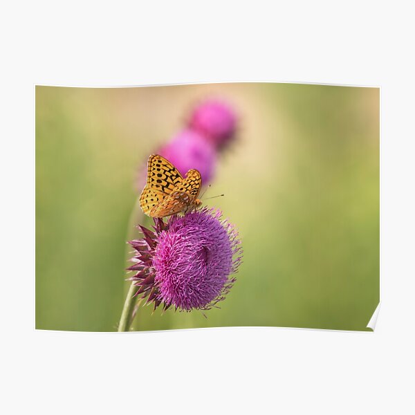The Great Spangled Fritillary Poster