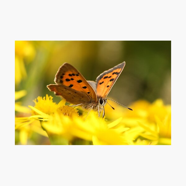 Copper Butterfly Photographic Print