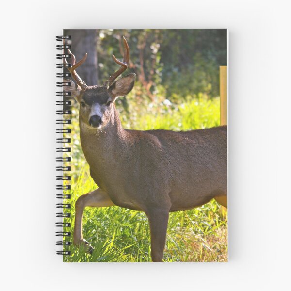 Item preview, Strutting Black tailed buck.... designed and sold by RichImage.