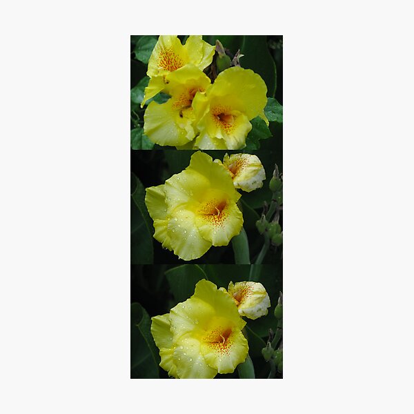 Argument for Design Photographic Print